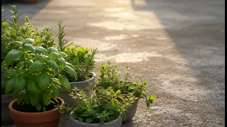 Concrete Heat Makes Terrace Greens More Useful