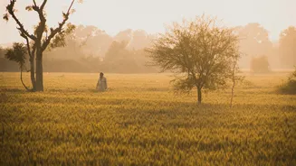 Punjab Records High Stubble Burning Incidents Despite Subsidies