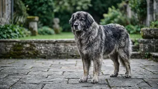 Inside DNA Study On Why Large Dogs Age Faster: Scientists Compare Smaller And Larger Breeds