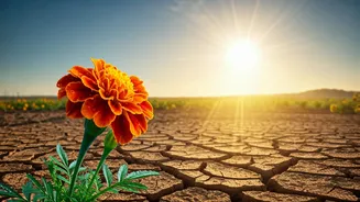Nirjala Ekadashi Challenge: Fasting Without Water In Peak Summer