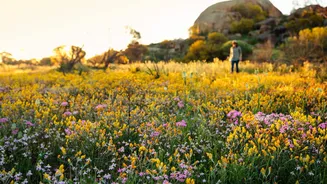 To see those pretty wildflowers, trek through Australia's western outback