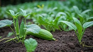 Grow Fresh Vegetables Right At Home This Monsoon