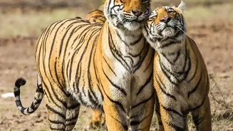 Budget Rail Routes Make Central India Tiger Safaris A Reality For Solo Backpackers