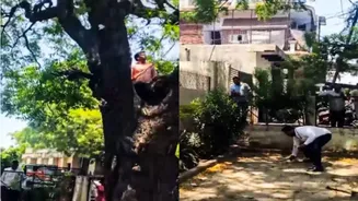 Monkey’s Rs 2 Lakh Heist Leads To 'Money Rain,' UP Crowd Scrambles For Notes | WATCH