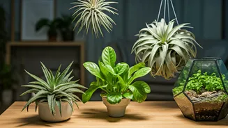Soil-Free Plants Are Perfect For Busy Urban Homes