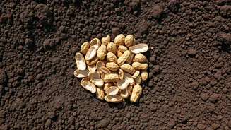 Crushed Peanut Shells Are The Ultimate Secret Weapon For Drainage