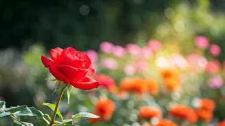 Love's Patience: Daily Horoscope Insights for November 12, 2025