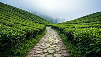 Darjeeling Tea Estate Trails Are the Ultimate Romantic Escapes Now