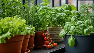 Kitchen-Useful Plants Are Winning Balcony Gardens Fast