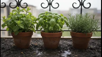 A Practical Indian Checklist for Bengaluru's Rain-Fed Planting Window and Balcony Herbs