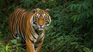 Corbett Wildlife Stays Are Back In Travel Chats