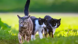 Why Shorter Walks May Be Better For Pets During Heavy Monsoon Showers