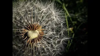 Understanding Seasonal Allergies in India: Causes and Relief