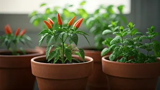 Monsoon Humidity Makes Kitchen Crops Happier