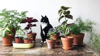How to choose a pet-friendly planter