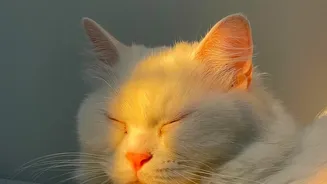 Apartment Cats Benefit from More than One Safe Resting Spot