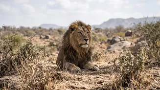Barda Sanctuary Asiatic Lions: The Limits of a Small Study of Lion Behaviour