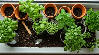 Start Growing Fresh Herbs From Home For Mere Five Hundred