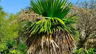 The Low-Water Gardening Shift Brings New Attention To Choosing Plants For Future Water Use