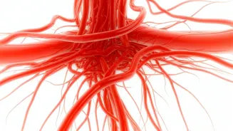 Boost Your Heart Health: 5 Expert-Approved Circulation Tips