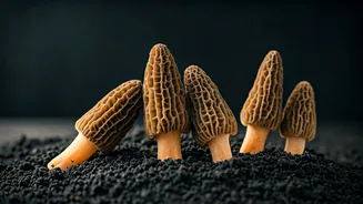 Kashmir Cultivates Rare Morel Mushrooms: A Culinary & Economic Breakthrough