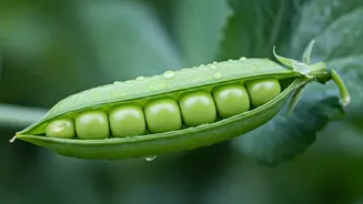 Green Pea Delights: 9 Dishes To Savour