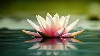 Alia Bhatt's Radiant Glow: An Expert's Look into Her Ultra-Disciplined Routine