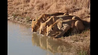 Not Just Gir, Gujarat’s Barda Sanctuary Is Now Home To 17 Asiatic Lions After 144 Years