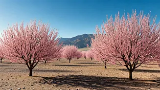 Ladakh's Apricot Blossom: India's 'Sakura' - Your Ultimate Spring Escape Guide