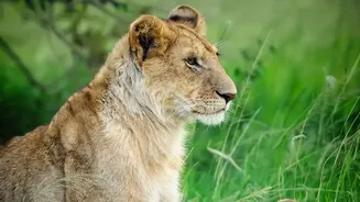 Asiatic Lions Beyond Gir: Why Barda Sanctuary's Return Matters For Conservation