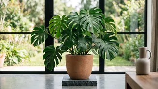 Houseplants And Indoor Air Claims: Choosing A Plant For Available Sunlight