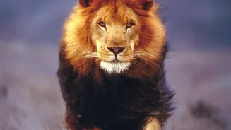 Gujarat's Barda Forest Welcomes 17 Lions After A Long Historical Absence