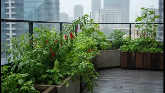 Monsoon Balcony Micro-Gardens Turns Greens, Gourds, Chillies and Herbs into a Bigger Story for Urban Renters and Home Gardeners