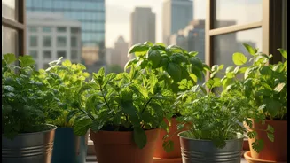 Aromatic Herbs Can Serve The Kitchen While Softening Urban Outdoor Space