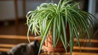 Spider Plants Bring Easy Greenery To Pet Homes