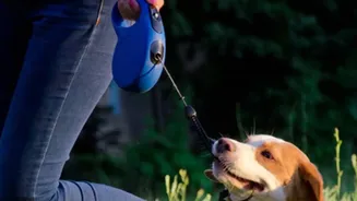 Pet Owners Should Ask How Incidents Are Recorded and Reported