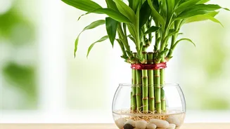 Lucky Bamboo: 8 Mistakes to Avoid for Thriving Plants