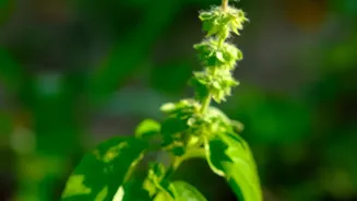 Balcony Herb Gardening During Rains: Simple Tips For Growing Basil, Mint, Lemongrass