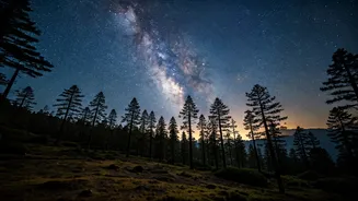 Kodaikanal Midnight Pine Forest Walks Thrill Night Sky Enthusiasts