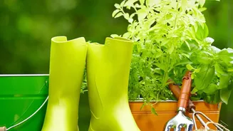 Apartment Gardening Enthusiasts Are Expanding Their Herb Collections This Rainy Season