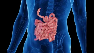 Infectologista aponta o que os vermes provocam no intestino