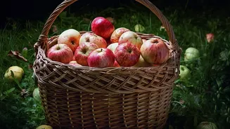 Preventing Harvest Spoilage: Kashmir Apple Cooperatives Modernise Transport Cold-Storage Facilities