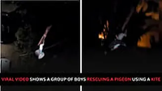 How Mumbai Boys Rescued A Pigeon Using Kite? Viral Video Wins Hearts - WATCH