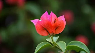 Exotic Origins: 5 Beloved Indian Plants That Aren't Actually From India
