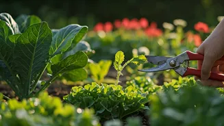 June Gardening Is About Control Before Growth