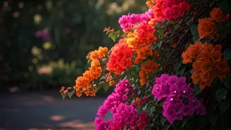 Bathery's Magnificent Bougainvillea Blooms Anew in a Spectrum of Colors