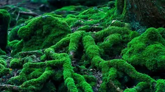 Bialowieza Forest Preserves One of Europe's Last Primeval Woodlands