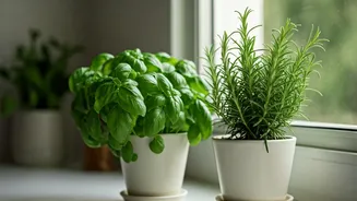 Basil And Rosemary Are The Cutest Home Upgrade
