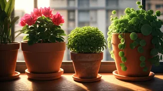 Transform Your Balcony With These Pot Plants