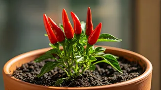 Spice Up Your Life: Grow Your Own Chillies in a Pot - No Garden Required!